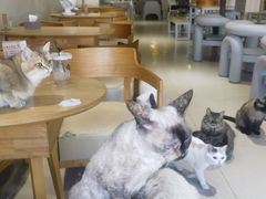 -藏猫猫咖啡主题馆(中央大道店)