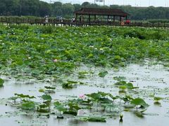 -荷塘月色湿地公园·向阳花洲
