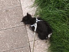 -佑安动物医院·全科·内窥镜中心(幸福巷店)