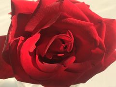 -PETIT PARIS 小巴黎(花园道店)
