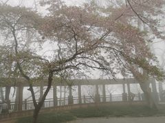 -紫金山山顶公园