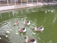 -北京鹿世界主题园