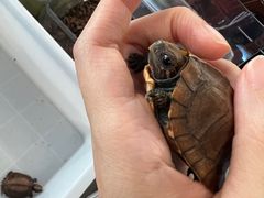 -灵龟之家百象馆(百象馆联合旗舰店)