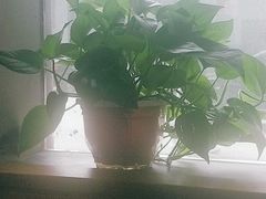 -济南孟家扒蹄店