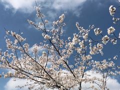 -顾村公园