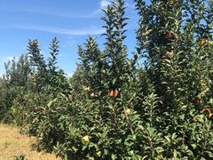 -万源龙顺度假庄园生态观光园