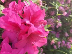 -木兰云雾山