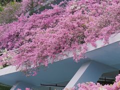 -深圳仙湖植物园