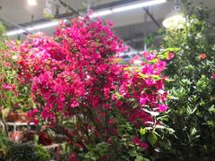 -双季花艺园艺市场(浦东店)