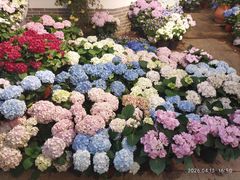 -双季花艺园艺市场(浦东店)