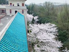 -武汉大学-樱园