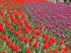 -商丘古城-应天书院