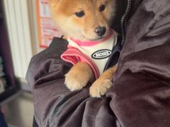 -瑞派宠物医院·犬猫全科·猫友好(宾水西道店)