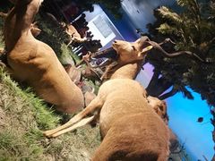 -国家自然博物馆