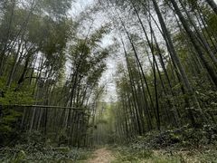 -午潮山国家森林公园