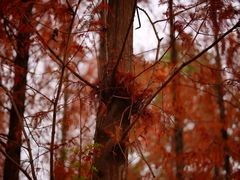 -白鹭湾湿地公园