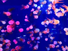 -成都浩海立方海洋公园