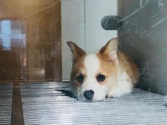 -宠物世家(仲盛世界商城店)