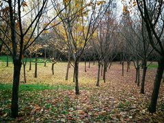 -咸阳湖景区-古渡公园