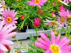 -醉长安(钟楼旗舰店)