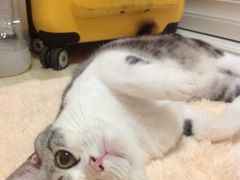 -Bastet sally猫舍购宠(静安店)