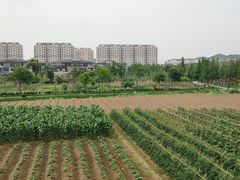 -田园东方蜜桃村的田野营地