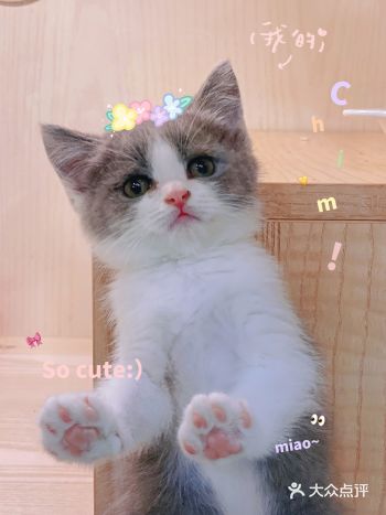 如今“吸猫、撸猫、想拥有一只自己的猫”仿佛成了当下年