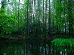 -上海共青森林公园