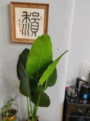 -橘子·彩虹摄影(世纪大道店)