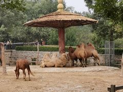 -石家庄市动物园