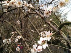 -三圣花乡旅游区