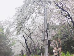 -武汉大学-樱园