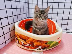-70cat德文卷毛猫·缅因猫纯种猫舍