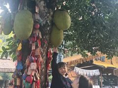 -西双版纳原始森林公园