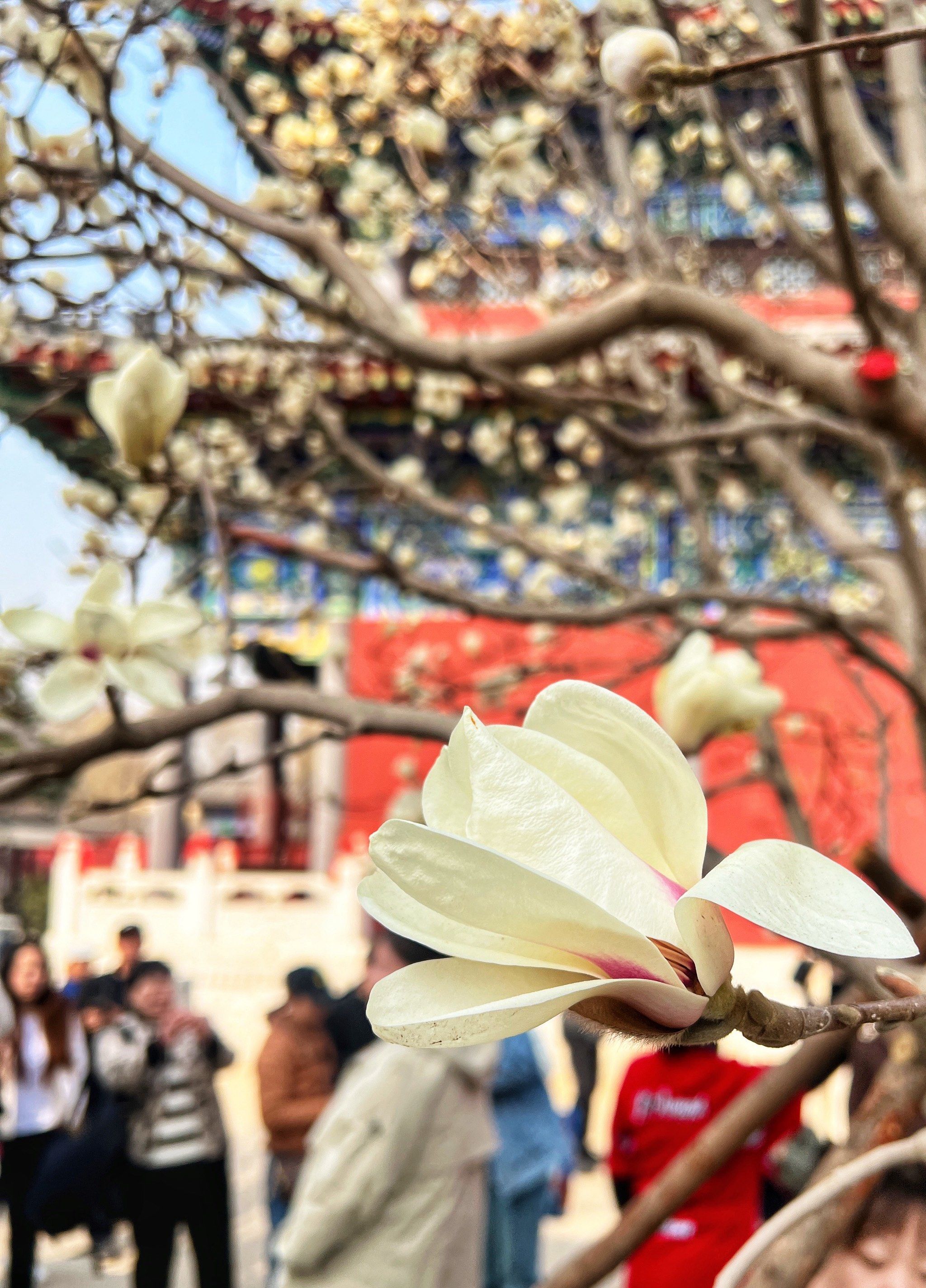 沈阳第一株 玉兰花开了|护国永光寺