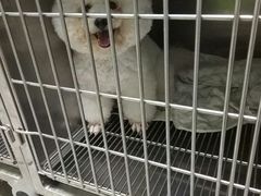 -严国平动物医院(德政总院)