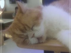 -喵园·猫主题咖啡厅·撸猫·猫咖(国贸店)