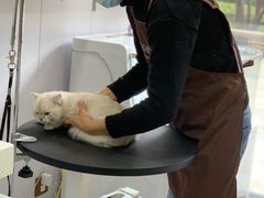-佐罗家宠物馆·猫文化馆(紫霞路店)