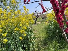 -南汇桃花村