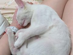 -pd派德宠物中心医院24H急重症·眼科中心·血液透析中心(嵩山北路店)