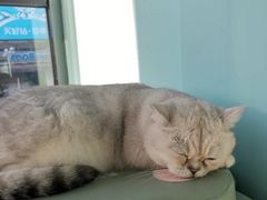 -藏猫猫咖啡主题馆(中央大道店)