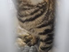 -瑞派·关忠动物医院猫科外科·异宠·24小时转诊中心(祥云店)