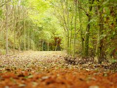 -上海海湾国家森林公园