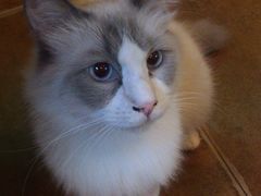 -李小姐の猫咖啡馆(五角场店)