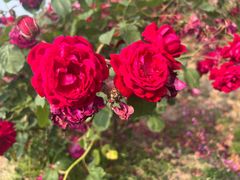 -海上花岛玫瑰园采摘