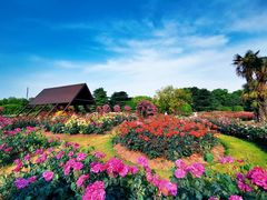 -上海滨江森林公园