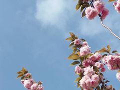 -高东镇樱花园