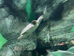 -上海海洋水族馆