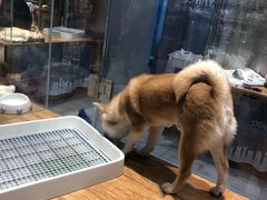 -狗道宠物(常熟印象城店)