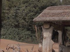 -广州长隆野生动物世界